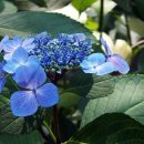 침묵(Silence 이미지