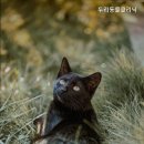 두리동물클리닉