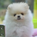 쓰담쓰담 이미지