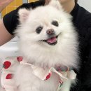 수정애견미용실 | [헬로우버디그루밍센터 판교밸리점] 성남/수정/판교 강아지미용실 커트후기