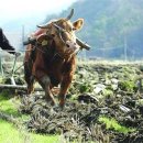 삼면축산 이미지