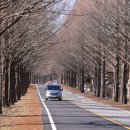 진안 메타세쿼이아길 이미지