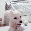 댕댕로망스 이미지