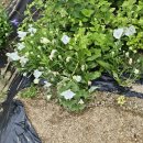 하은농장 이미지