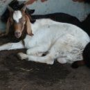 태성농장3 이미지