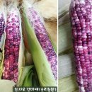 신토불이 미흑찰옥수수 50% 맛보기 이벤트 이미지