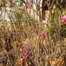 진달래빌딩 이미지