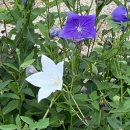 부리면사무소 이미지