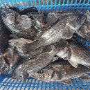 훼미리호좌대낚시터 이미지