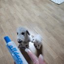 올댕티스 반려동물치약 🐶 양치 싫어하던 우리 멍고가 꼬리 흔들며 기다리는 고구마치약 후기