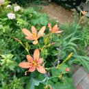 범부채 Blackberry lily 이미지