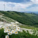 육백마지기 이미지