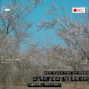 골체오름캠핑 | 제주벚꽃축제 전, 미리 다녀온 제주동쪽 숨은명소 골체오름, 기대되는 만개 순간