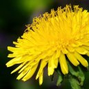 따스한 플라워 액자 만들기(프랑스자수) | 민들레 LED 자이언트 플라워 🌼 낮엔 햇살, 밤엔 별빛... 희망과 소원을 담다