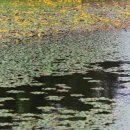 남생이못 이미지