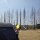삼원레저타운 | 서산 삼원레저타운 캠핑 후기 | 메타세콰이어길 감성 산책, 애견동반까지 가능한 힐링 캠핑장
