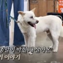 브이아이피 동물의료센터 이미지