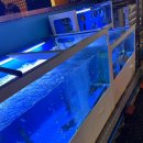 물만난오징어 | [금정역 술집 후기] 해산물 킬러라면 무조건 가야 할 곳, 물만난오징어