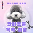 플러스 애견미용실 이미지