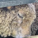 수평목장 이미지