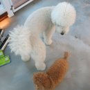 챠밍도그 이미지