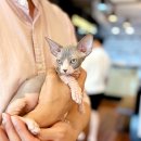 해피고양이분양 이미지