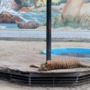 달성공원 이미지