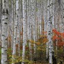 자작나무 이미지