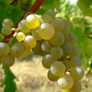 (유)골드환경산업 | 프랑스 유기농 와인 대표주자! Jacques Frelin Herisson Sauvignon Blanc 2024(자끄 프렐랑 에리쏭...