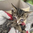 하남플러스동물병원 이미지