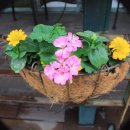 반포서래 이미지