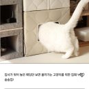 안중동물병원 | 고양이 스크래쳐 / 숨숨집 등 용품 추천 브랜드 &#34;집에 가야 돼&#34; 내돈내산