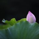 비실연꽃마을 이미지