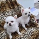 개이쁘개 이미지