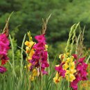 신통한 글라디올러스 (Gladiolus) 이미지