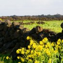 제주돌담 이미지