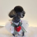 바니펫살롱 이미지