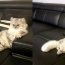 블리 블리 이미지