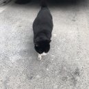 냥냥이 캔따개 네이버블로그