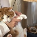 아틴해우 이미지