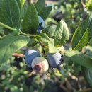 태천농장 이미지