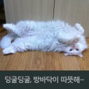 딩굴딩굴