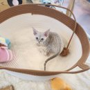 아담스펫 강아지분양 고양이분양 창원점 이미지