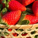 금실농장 이미지