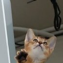 송도건국동물병원 이미지