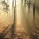 생명의 기쁨 이미지