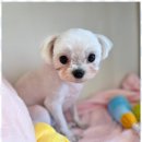 뷰티몽 | 상당구애견미용 우리 아이가 행복해하는 뷰티몽 애견미용 후기