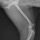 스마트 정형외과 신경외과 동물병원 이미지