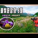 물빛훈장의 금꿩의다리. 이미지
