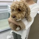 코코 반려견미용실 이미지